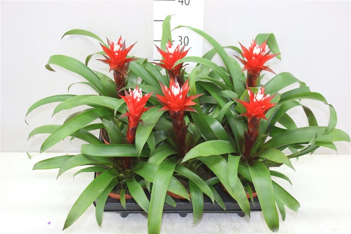 <h4>Guzmania Hope</h4>