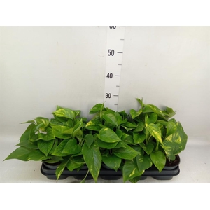 Epipremnum pinn. 'Aureum'