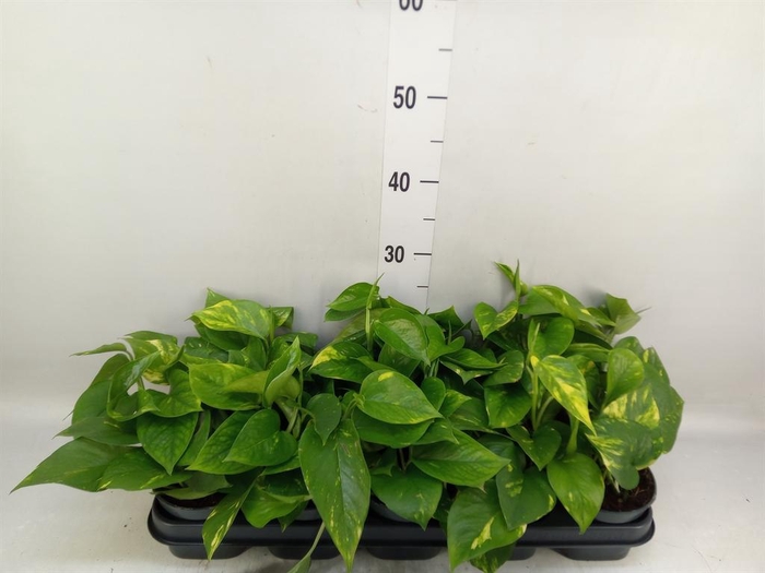 <h4>Epipremnum pinn. 'Aureum'</h4>