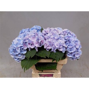 Hydr M Lollypop Blauw