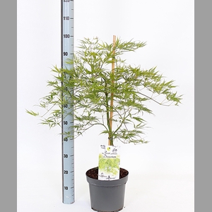 ACER PALM DISSECTUM