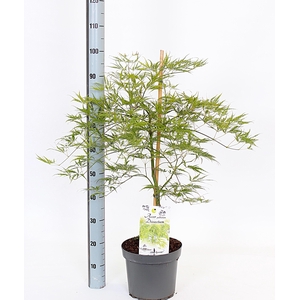 ACER PALM DISSECTUM