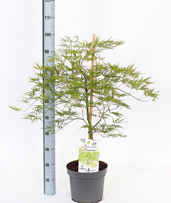 <h4>ACER PALM DISSECTUM</h4>