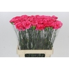 Dianthus St Lamoira