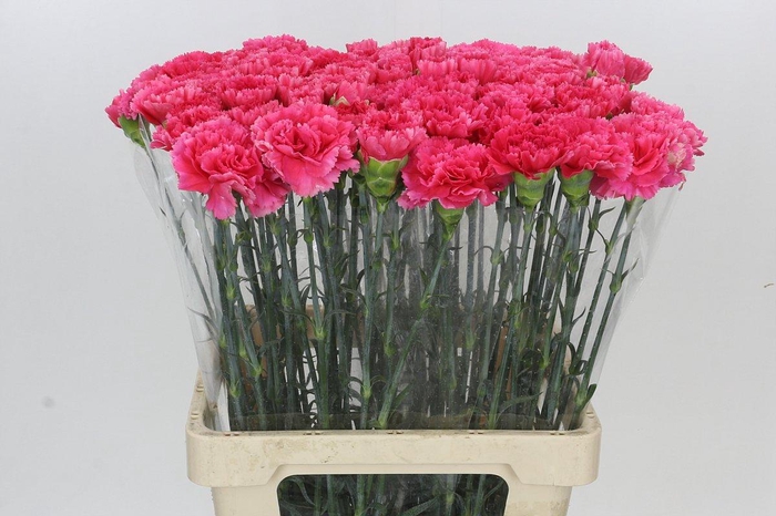 Dianthus St Lamoira