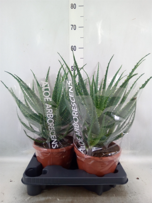 <h4>Aloe arborescens</h4>