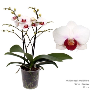 Phal. Multi 'Safe Haven' 2-tak