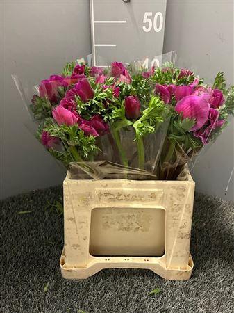 <h4>Anem Co Mis + Lilla</h4>