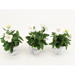 Platycodon grandiflorus Astra Whit