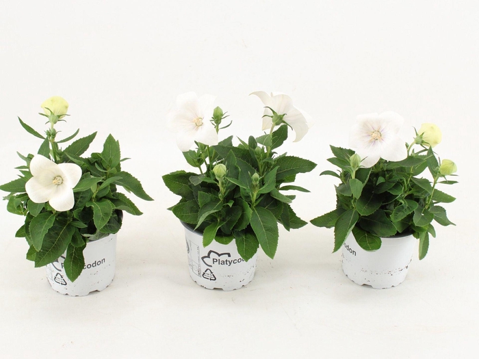 <h4>Platycodon grandiflorus Astra Whit</h4>