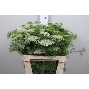 Ammi Vis Casablanca