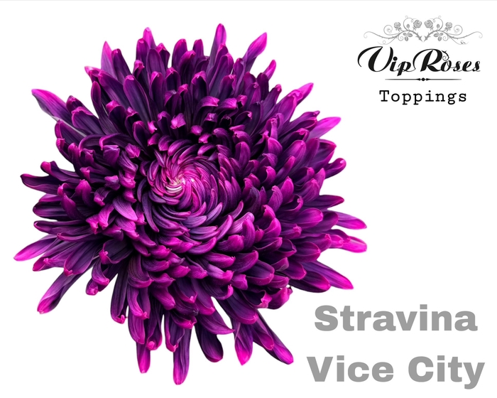 CHR G STRAVINA VICE CITY