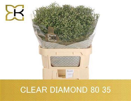<h4>Limonium S Clear Diamond</h4>