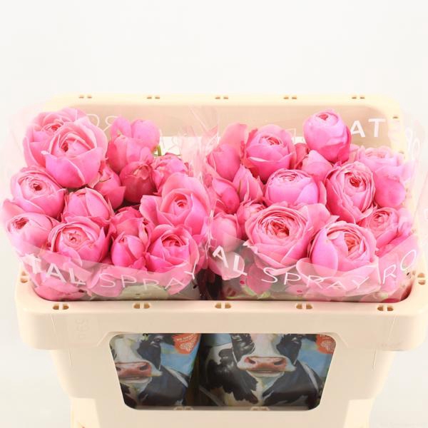 <h4>R Tr Silva Pink Opstal</h4>