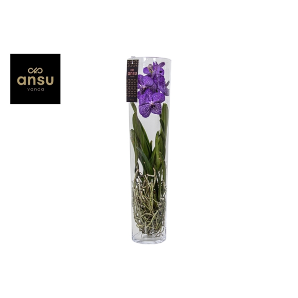 Vanda hybriden