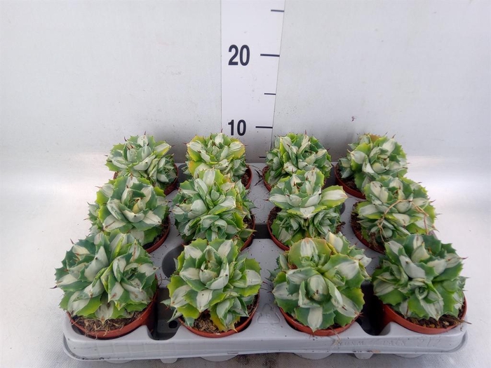 <h4>Agave   ...</h4>