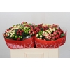Hypericum Rainbow Romance