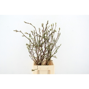 MAGNOLIA SUPERBA 090CM