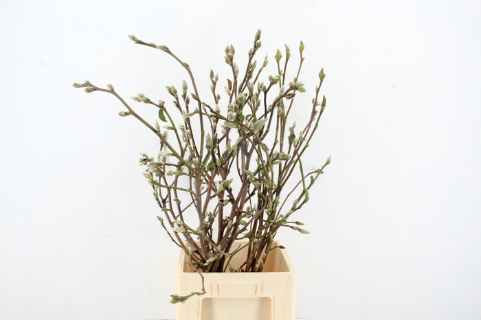 <h4>MAGNOLIA SUPERBA 090CM</h4>