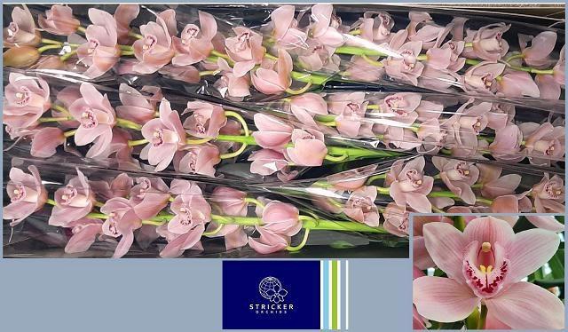 <h4>CYMB T DELMONTE</h4>