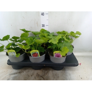 Alcea   ...