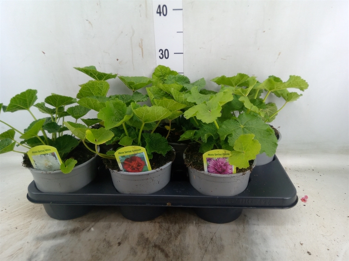 <h4>Alcea   ...</h4>