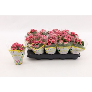 Kalanchoe Calandiva Weaver