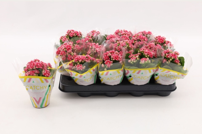<h4>Kalanchoe Calandiva Weaver</h4>