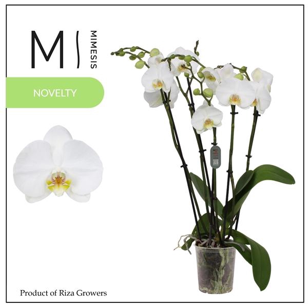 <h4>Mimesis Phal. Nottingham - 5+ spike 12cm</h4>