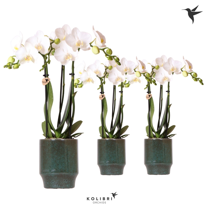 <h4>Kolibri Orchids Phalaenopsis white 3 spike in Classy pot green</h4>