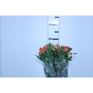 ALSTROEMERIA TROPICANA 080 CM