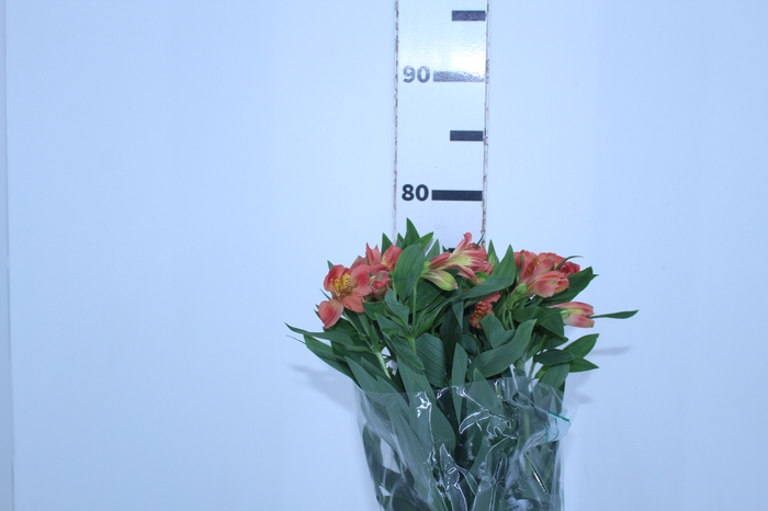 ALSTROEMERIA TROPICANA 080 CM