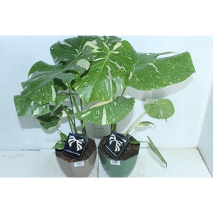 MONSTERA THAI CONSTELLATION P18
