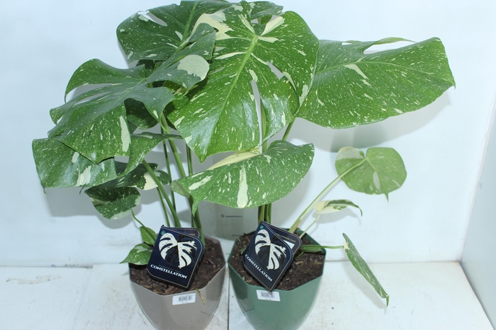 <h4>MONSTERA THAI CONSTELLATION P18</h4>