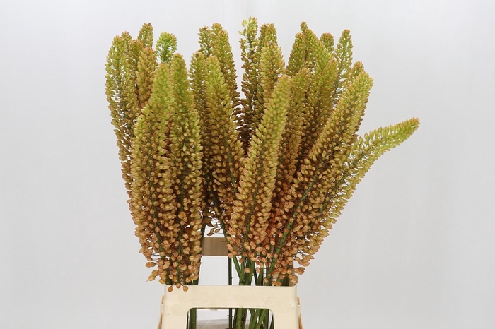 <h4>Eremurus Emmy Ro</h4>