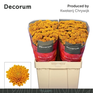 Chr San Ellison Oranje