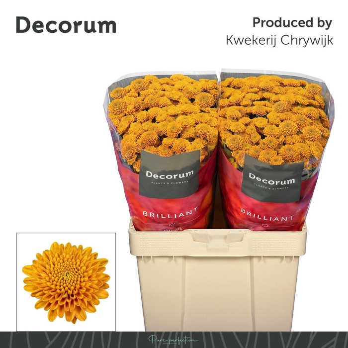 <h4>Chr San Ellison Oranje</h4>