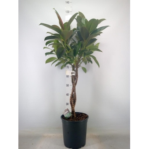 Ficus elastica 'Melany'