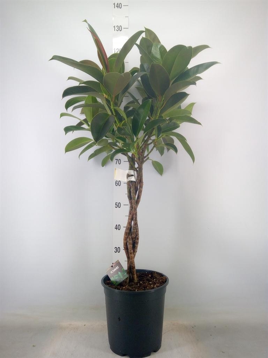 <h4>Ficus elastica 'Melany'</h4>