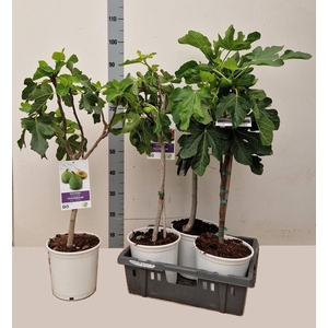 FICUS CARICA