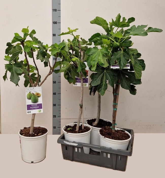 <h4>FICUS CARICA</h4>