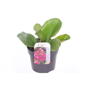 Bergenia cordifolia Winterglut