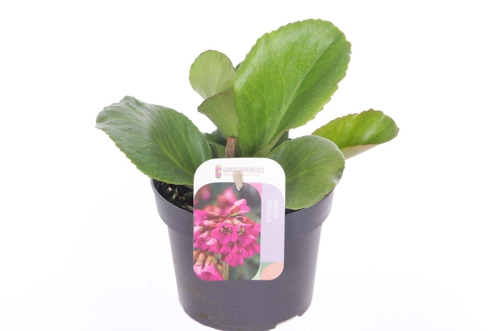 <h4>Bergenia cordifolia Winterglut</h4>