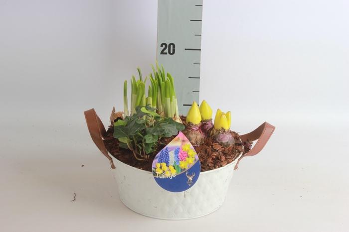 <h4>ARR TUINPLANTEN</h4>