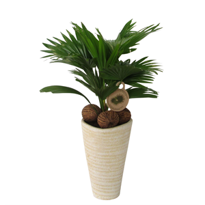 Livistona rotundifolia