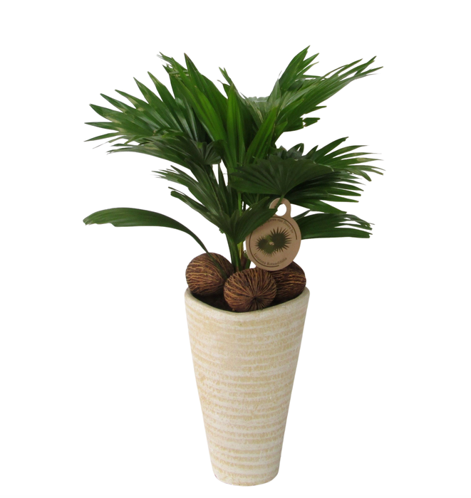 <h4>Livistona rotundifolia</h4>