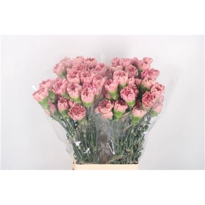 DI ST LEGE PINK