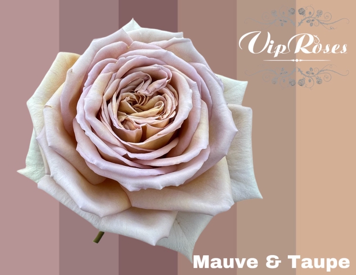 <h4>R GR MAUVE & TAUPE</h4>