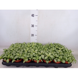 Fittonia  'Mosaic White Tiger'