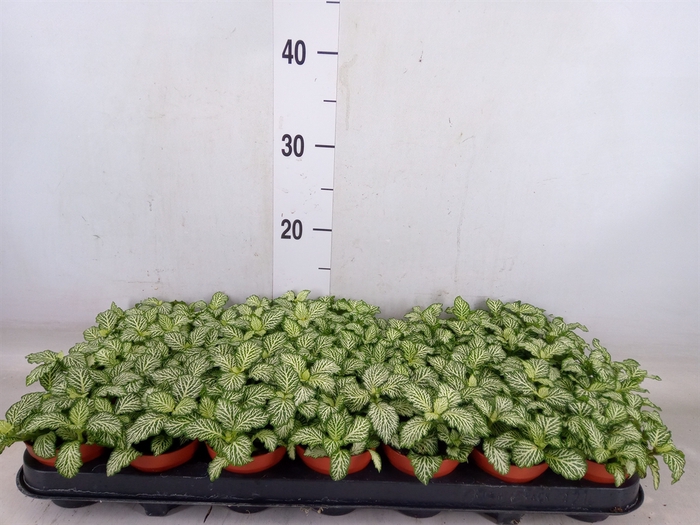 <h4>Fittonia  'Mosaic White Tiger'</h4>